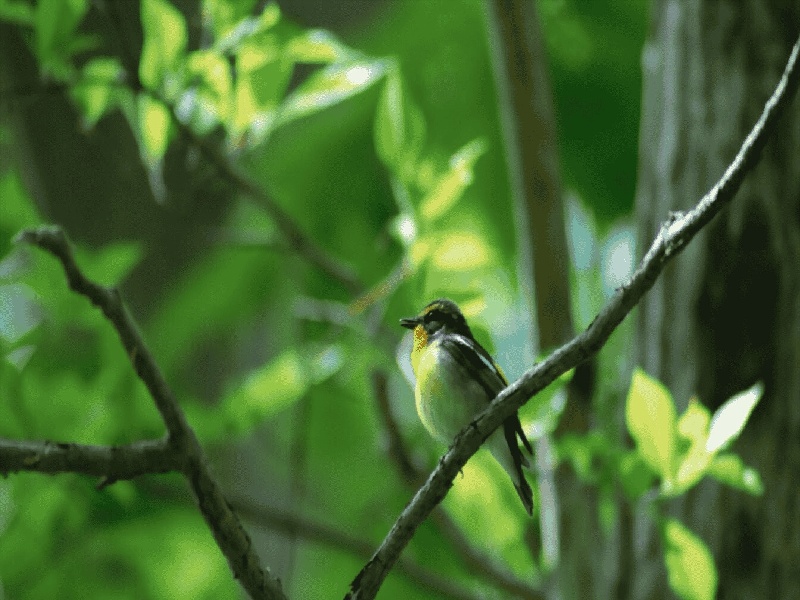 杨女士成功案例